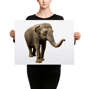 Indian-Elephant- Canvas