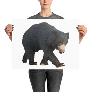 Sloth-Bear Photo paper poster