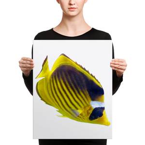 Butterfly-Fish Canvas