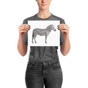 Zebra Photo paper poster