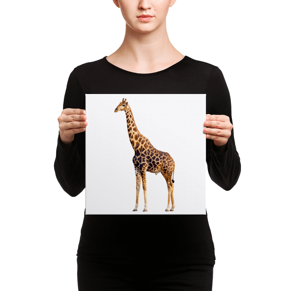 National Geographic Giraffes Semi-Cropped T-Shirt for Women
