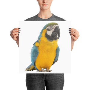 Macaw Photo paper poster
