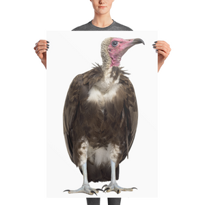 Vulture Photo paper poster