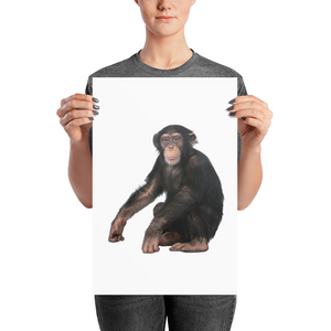 Chimpanzee Photo paper poster
