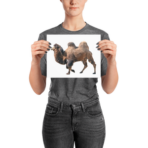 Bactrian-Camel Photo paper poster